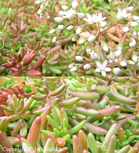 Sedum album 'Mari', valkomaksaruoho